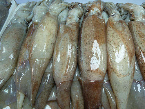 塘廈魷魚配送